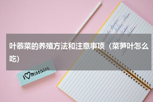 叶菾菜的养殖方法和注意事项（菜芛叶怎么吃）