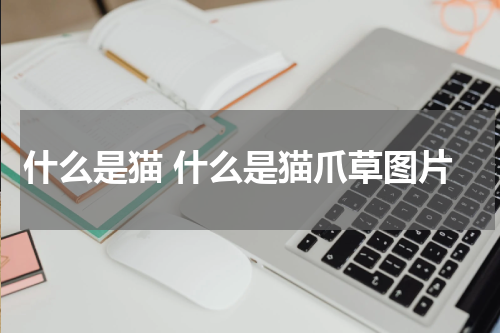 什么是猫 什么是猫爪草图片