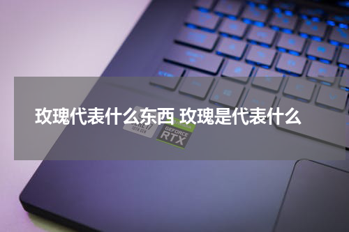 玫瑰代表什么东西 玫瑰是代表什么