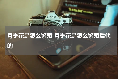 月季花是怎么繁殖 月季花是怎么繁殖后代的