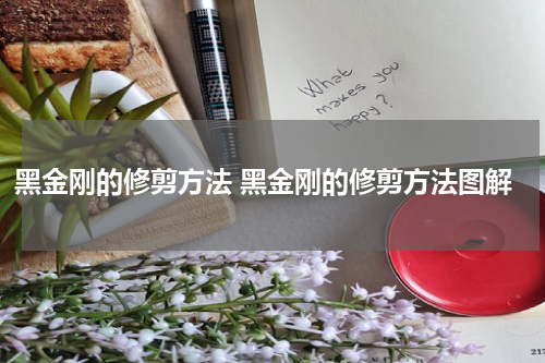 黑金刚的修剪方法 黑金刚的修剪方法图解