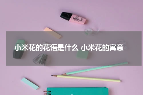 小米花的花语是什么 小米花的寓意